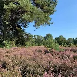 Veluwe Villa