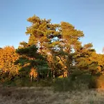 Veluwe